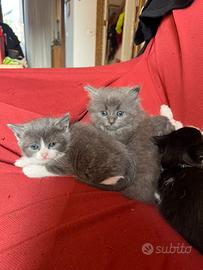 Cuccioli di Norvegese delle Foreste