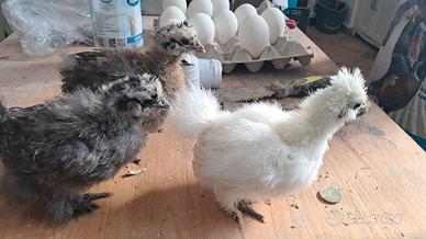 Morosete 1 mese 2 mesi