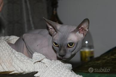 Maschio di razza Sphynx
