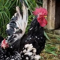 Gallo Chabo