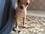 Immagine 2