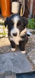 Border collie