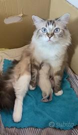 Gattino Ragdoll