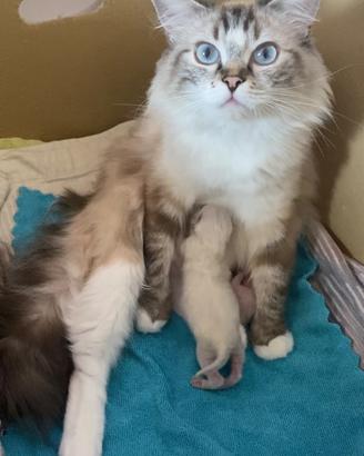Gattino Ragdoll