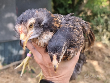 Pollastrelle Araucana