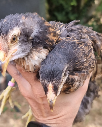 Pollastrelle Araucana