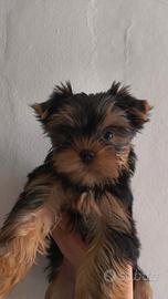 Maschi Yorkshire terrier