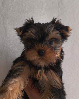 Maschi Yorkshire terrier