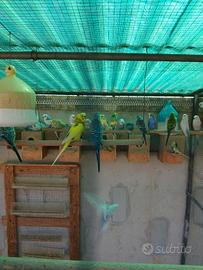 Cocorite