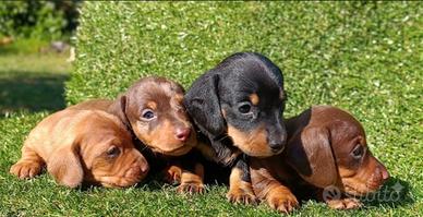 Bassotto pedigree