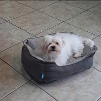 Maltese