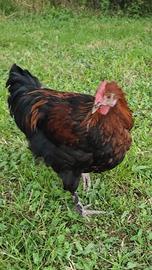galline ornamentali