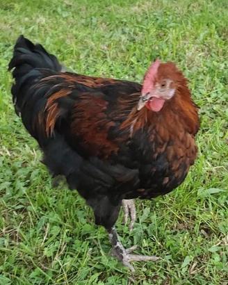galline ornamentali