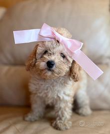 Chanel cucciola barboncino