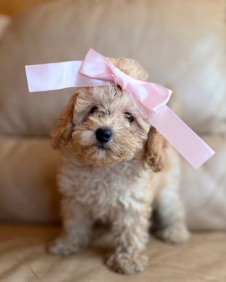 Chanel cucciola barboncino