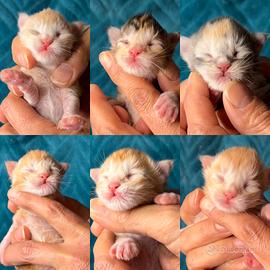 Cuccioli maine coon con pedigree alta genealogia
