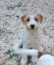 Cucciola jack russel terrier