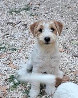 Cucciola jack russel terrier
