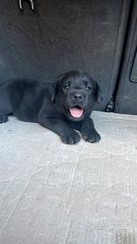 3 cuccioli di labrador neri