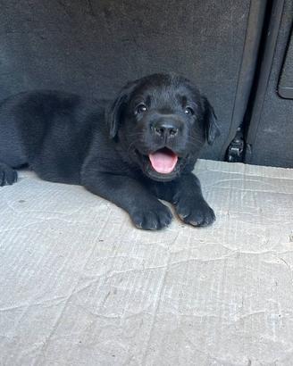 3 cuccioli di labrador neri