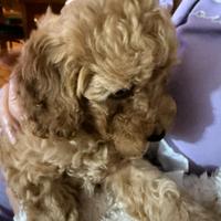 Barboncino purissimo