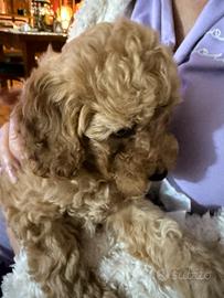 Barboncino purissimo