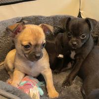 Cucciole chihuahua femmine