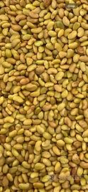 Semi Erba Medica La Bella Campagnola busta da 1 KG