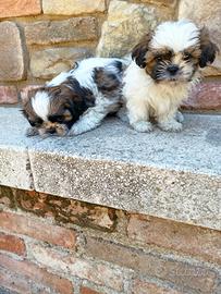 Shih Tzu con pedigree