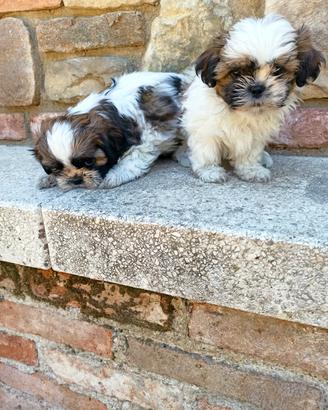 Shih Tzu con pedigree