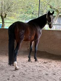 Cavallo 18 anni
