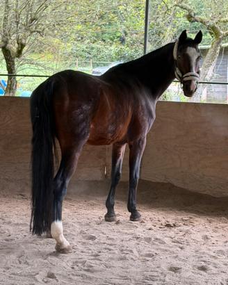 Cavallo 18 anni