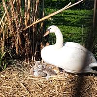 Oche e anatre ornamentali