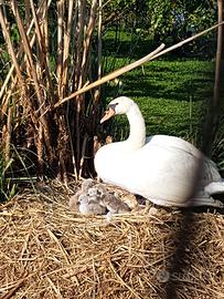 Oche e anatre ornamentali