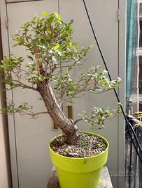 Bonsai Olmo Cinese