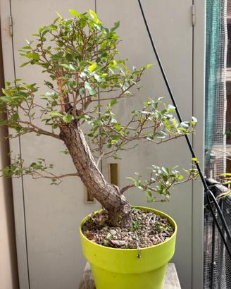 Bonsai Olmo Cinese