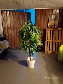 Pianta artificiale finta