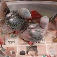 Pappagalli consegna in tutta la sicilia