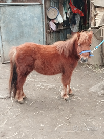 Pony femmina