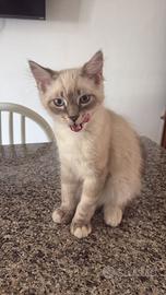 Cuccioli ragdoll di 4 mesi