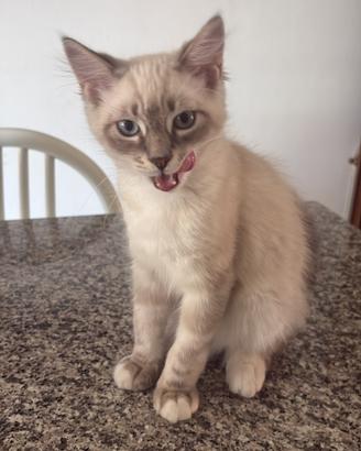 Cuccioli ragdoll di 4 mesi