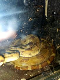 Boa constricror