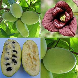 Asimina Triloba-Banano di Montagna 20 Semi Fertili