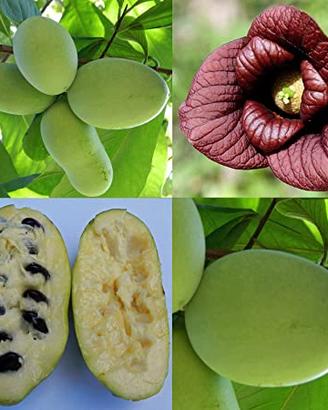 Asimina Triloba-Banano di Montagna 20 Semi Fertili