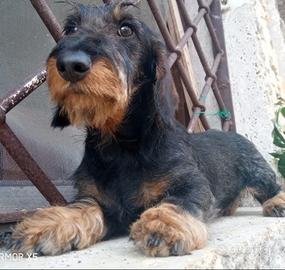 Bassotti DI MARPAL ENCI/ FCI