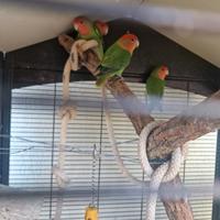Papagallini Inseparabili + gabbia e nido