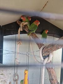 Papagallini Inseparabili + gabbia e nido