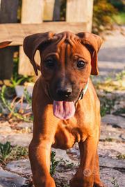 Cuccioli Rhodesian Ridgeback