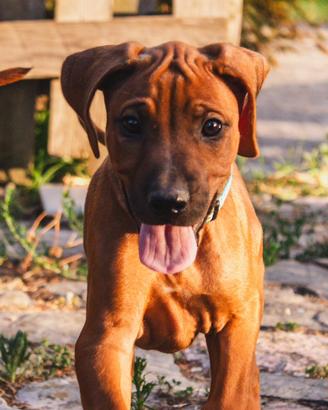 Cuccioli Rhodesian Ridgeback