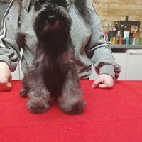 Cucciola zwergschnauzer pepe sale alta genealogia